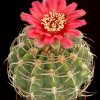 Gymnocalycium_carminanthum